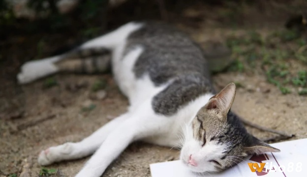 Mơ thấy mèo nhà mình chết có thể là dấu hiệu báo trước về những vấn đề liên quan đến sức khỏe của bạn trong thời gian sắp tới.