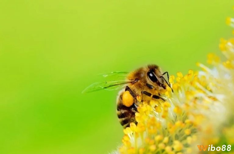 Mơ thấy ong vò vẽ bay tượng trưng cho sự tự do và khát vọng khám phá cuộc sống.