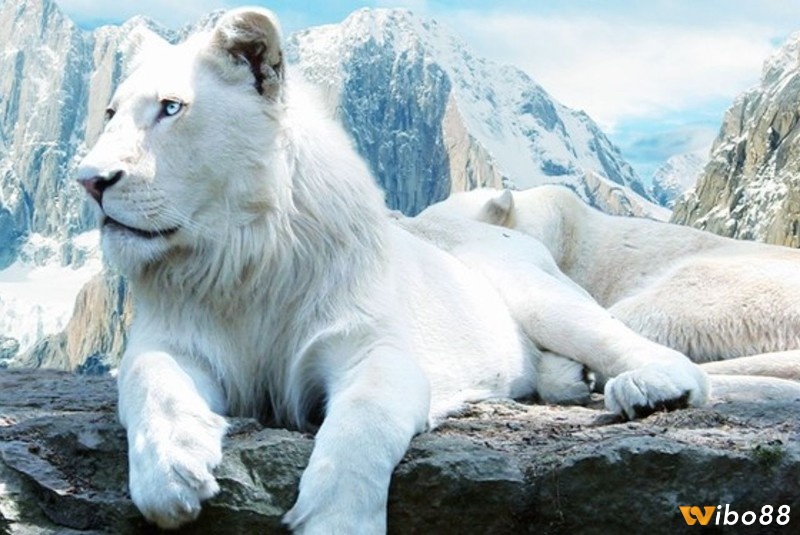 Mộng thấy sư tử trắng cho thấy bạn là người đa tài