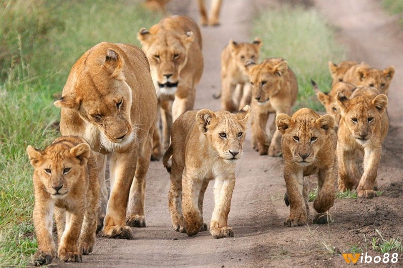 Chiêm bao thấy đàn sư tử báo hiệu rằng bạn sẽ có những bước tiến mới trong công việc