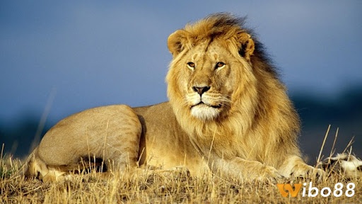 Mơ thấy sư tử đánh con gì còn tùy vào tình huống trong giấc mơ ra sao