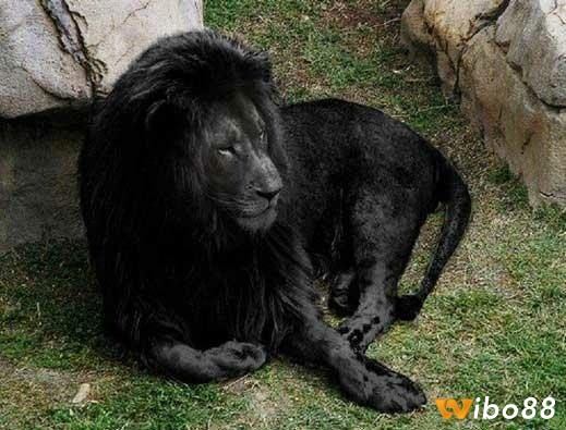 Ngủ mơ thấy sư tử đen thường là một điềm báo không tốt
