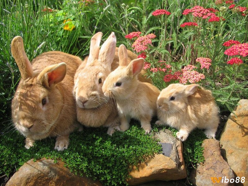 Mộng thấy đàn thỏ là lời nhắc nhở bạn hãy biết trân trọng những mối quan hệ xung quanh
