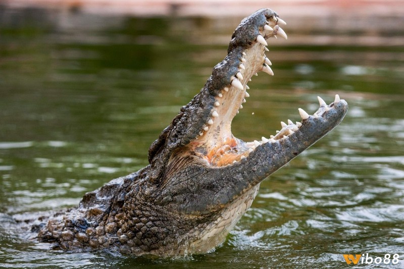 Nằm mơ thấy cá sấu đánh con gì - Luận giải chiêm bao theo bối cảnh 