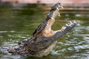 Nằm mơ thấy cá sấu đánh con gì giúp đề thủ trúng lớn?