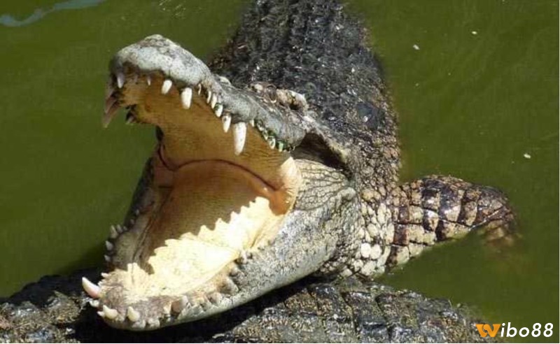 Nằm mơ thấy cá sấu đánh con gì - Mơ cá sấu giúp tiên đoán tương lai 