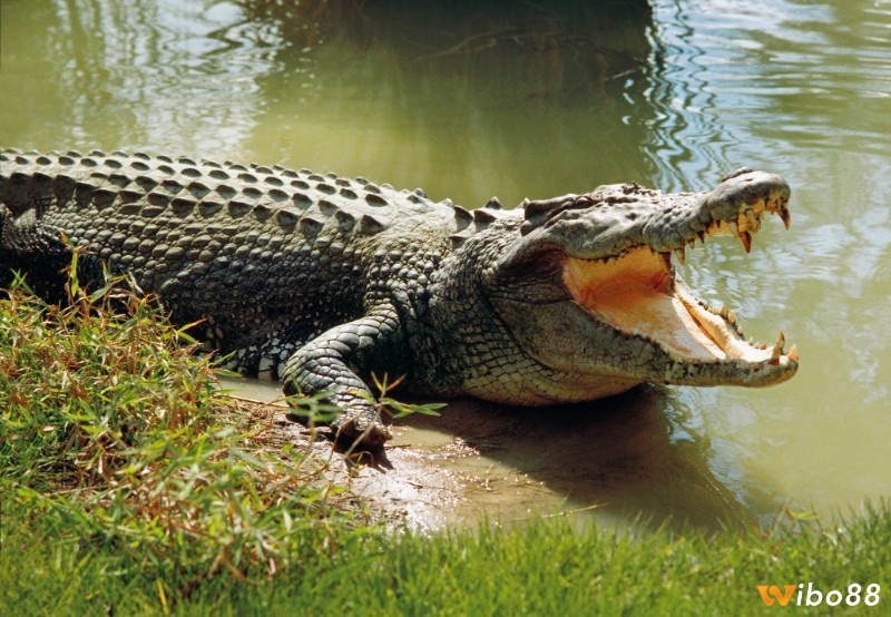 Nằm mơ thấy cá sấu đánh con gì - Bộ số chuẩn theo bối cảnh 