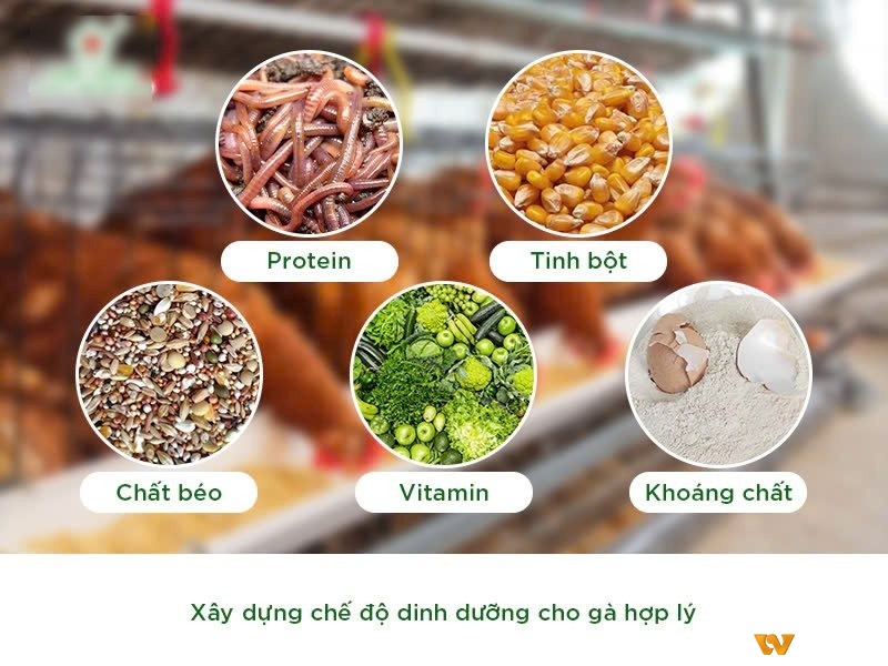 Có chế độ dinh dưỡng hợp lý là cách thúc gà đá mau mập hiệu quả