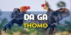 Luật đá gà thomo: Khám phá 100% các quy tắc cơ bản nhất