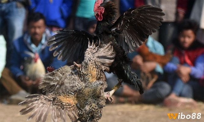 Những lưu ý mà người nuôi cần quan tâm khi nuôi gà đá mau lớn 